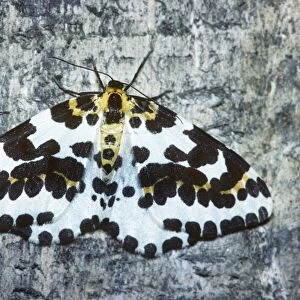 Magpie Moth - Belgium
