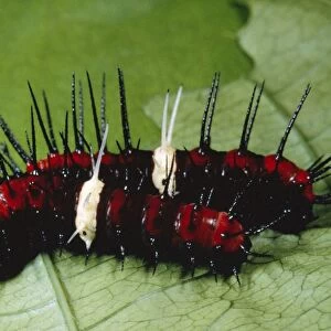 Malay Lacewing Butterfly Larvae stage