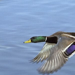 Mallard Duck - drake in flight Washington, British Columbia bd741