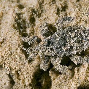 Masked Hunter - Nymph covered in sand
