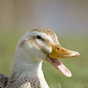 Mixed breed Duck with beak open Norfolk UK