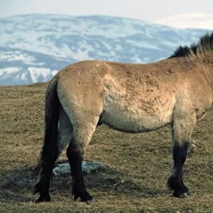Mongolian Wild / Przewalski's Horse in winter coat. Mongolia