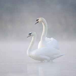 Mute Swans - Pair in courtship behaviour - Back-lit early morning mist rising from the water - Cleveland - UK