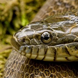 Northern Water Snake - New York - USA