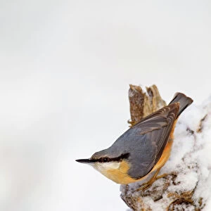 Nuthatches Related Images