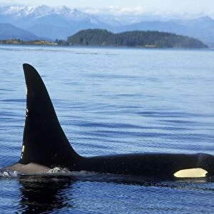Orca whale - male. ml207