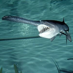 Paddlefish - with mouth open - Mississippi River Basin - USA