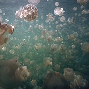 Palau Jellyfish - Jellyfish lake in the hills of Palau is home to millions of freshwater jellyfish they follow the sun which is necessary for then to synthesize their food Palau