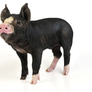 PIG. Berkshire piglet standing