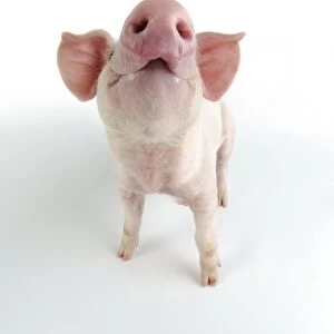 Pig. Landrace piglet on white background