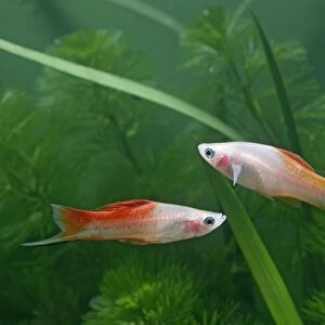 Pineapple swordtail – side view pair - tropical freshwater – variant 002708