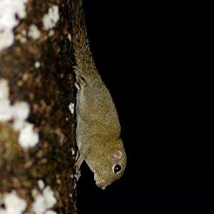 Plain Pigmy Squirrel runs impetuously up and down the tree-trunk; primary rainforest in river Danum conservation area, Sabah, Borneo, Malaysia; night in June. Ma39. 3403