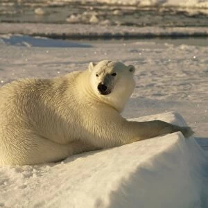 Polar bear - female resting on pack ice - Svalbard - Norway