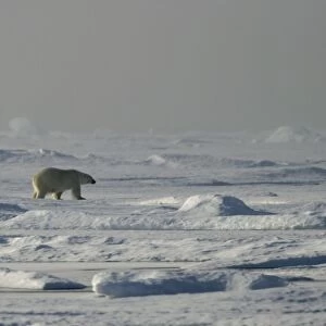 Polar Bear - single bear in frozen landscape habitat. Spitzbergen. Svalbard