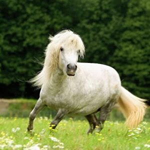 Pony - grey, cantering in field