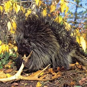 Porcupine - chewing on old deer antler, means of adding minerals to diet. Western USA. MP134