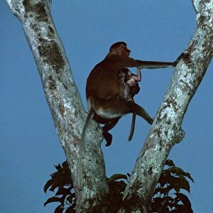 Proboscis Monkey (Nasalis larvatus) female & infant at nightfall - Kinabatangan River, Sabah, Borneo, Malaysia JPF30267