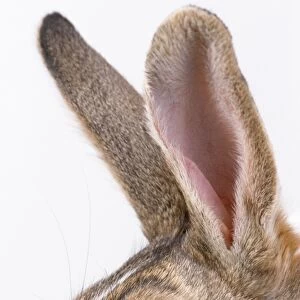 Rabbit - close-up of ears
