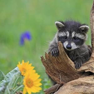 Raccoon - baby. Montana - USA