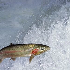 Rainbow Trout / Steelhead - jumping falls on Pacific Northwest river on migration to spawning bed. Steelhead are rainbow trout that have gone to the ocean for several years. Steelhead are now classified as salmon. LX419
