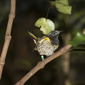 Rare Stitch bird / Hihi. Kapiti island near Wellington New Zealand. The Dept of Conservation has launched an amibitious recovery plane including captive breeding as well as special feeding sites