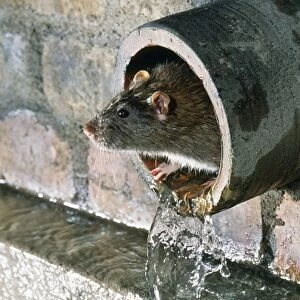 Common Water Rat