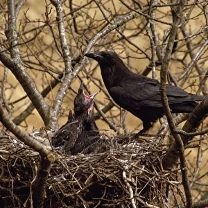 Raven - feeding young in nest