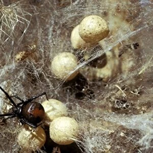 Red-back Spider - Female and egg sacs in old tin, Australia JPF03013
