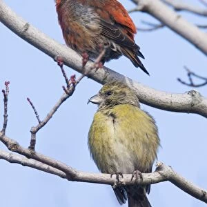Red crossbill - pair, male and female in winter. December, CT. USA