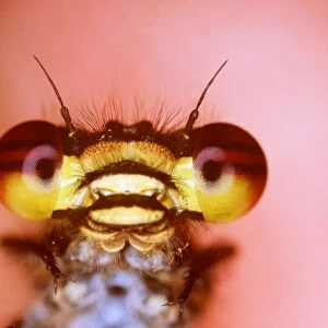 RED DAMSELFLY - close-up of face showing huge compound eyes
