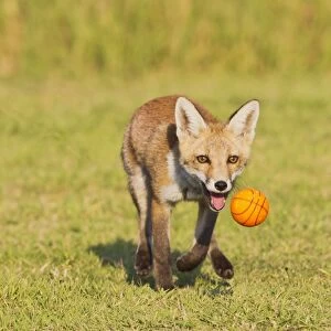 Red Fox - cub running after ball - controlled conditions 14322