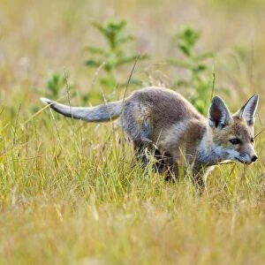 Red Fox - cub running in hayfield - controlled conditions 13092