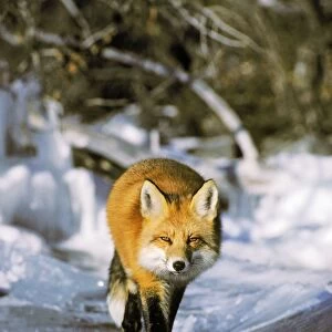 Red fox - trotting along edge of frozen lake, November