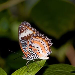 Red Lacewing Butterfly. Inhabits rain forests, especially along forest edge and tracks through forest. Adults drink nectar from Lantana camara. Larval food plant Passiflora cochinchinese imparts distastefulness to adult