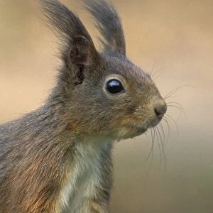 Red squirrel - Adult