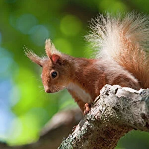 Red squirrel - Close-up of singe adult sitting on a branch in woodland. Dorset, England