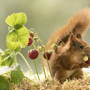 Red Squirrel eats a strawberry