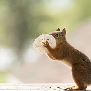 Red Squirrel is holding a mask before mouth