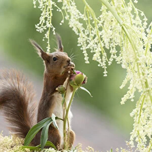 red squirrel holding an Peony bud under rhubarb flowers