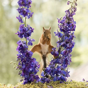 Red Squirrel stand between Delphinium flowers