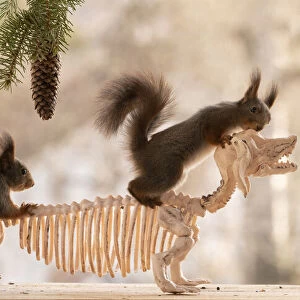 Red Squirrel standing on a skeleton dachshund