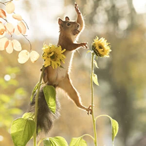red squirrel is standing between sunflowers waving