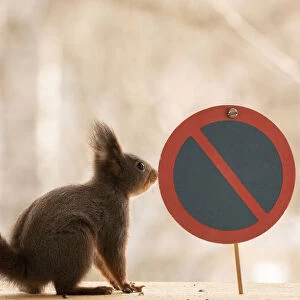 Red Squirrel standing with a Vehicle parking is prohibited sign