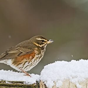 Redwing - on fence in snow - Bedfordshire UK 8837