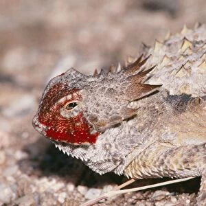 Regal Horned Lizard CAN 1918 Showing defense bahaviour, discharging blood from eyelid. Arizona, USA. Phrynosoma solare © John Cancalosi / ardea. com