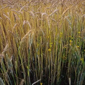 Ripening Wheat and rye hybrid triticale cereal crop grown organically this has strong growth of corn marigolds not eradicable by herbicide owing to organic status requirement distant views to hills