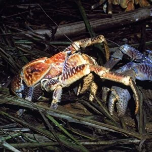 Robber Crab / Coconut Crab - males fighting over food - Arenga palm frond fibres - Christmas Island - Indian Ocean (Australian Territory)