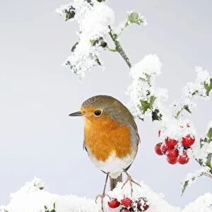Robin - on snow covered holly - Bedfordshire - UK 006920