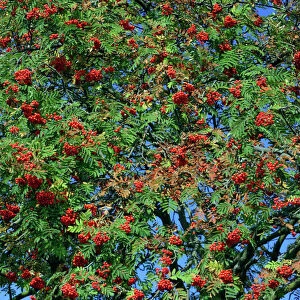 Rowan Tree / Mountain Ash - Ripe berries in autumn Lower Saxony, Germany
