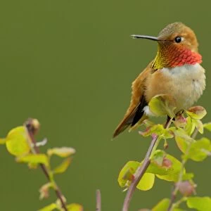 Rufous Hummingbird - Male sitting on red huckleberry bush branch. Olympic National Park, Pacific Northwest, USA. Spring. TPL3561